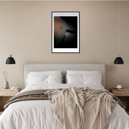 SLEEPING NURSE SHARK - WOODEN FRAME