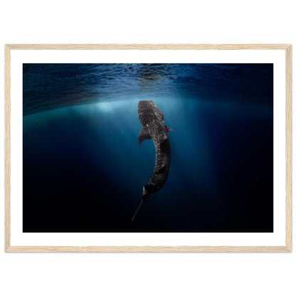 WHALE SHARK EATING AT THE SURFACE - WOODEN FRAME