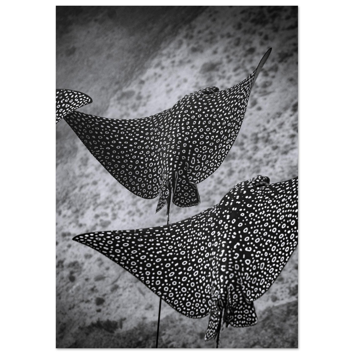 SPOTTED EAGLE RAY SQUAD - MATTE POSTER