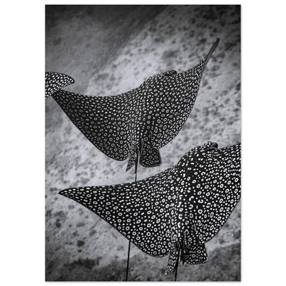 SPOTTED EAGLE RAY SQUAD - MATTE POSTER