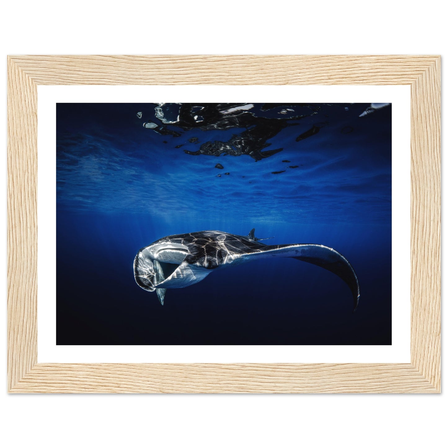GIANT MANTA RAY - WOODEN FRAME
