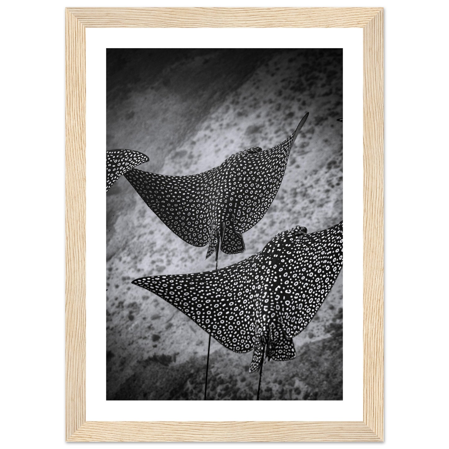 SPOTTED EAGLE RAY SQUAD - WOODEN FRAME