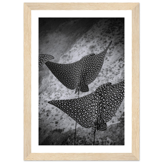 SPOTTED EAGLE RAY SQUAD - WOODEN FRAME