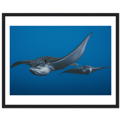 THE FLIGHT OF SPOTTED EAGLE RAYS - WOODEN FRAME