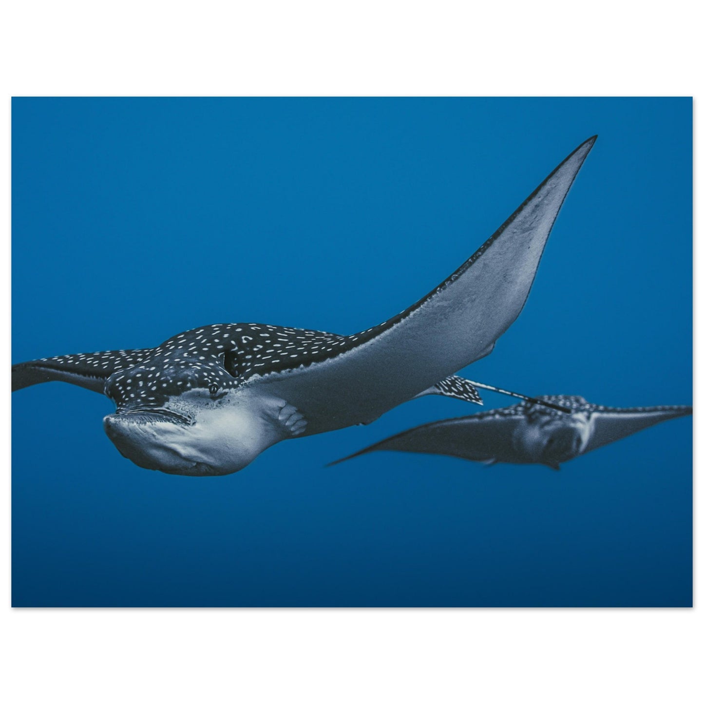 THE FLIGHT OF SPOTTED EAGLE RAYS - MATTE POSTER