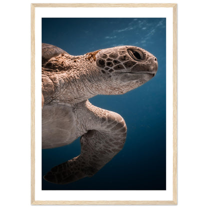 BENEATH A TURTLE - WOODEN FRAME