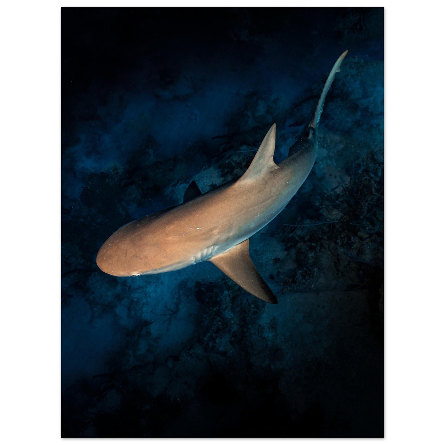 CURIOUS REEF SHARK - MATTE POSTER
