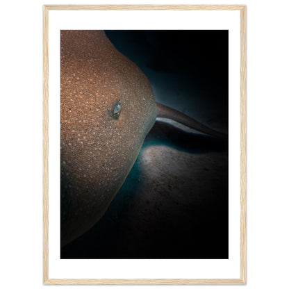 SLEEPING NURSE SHARK - WOODEN FRAME