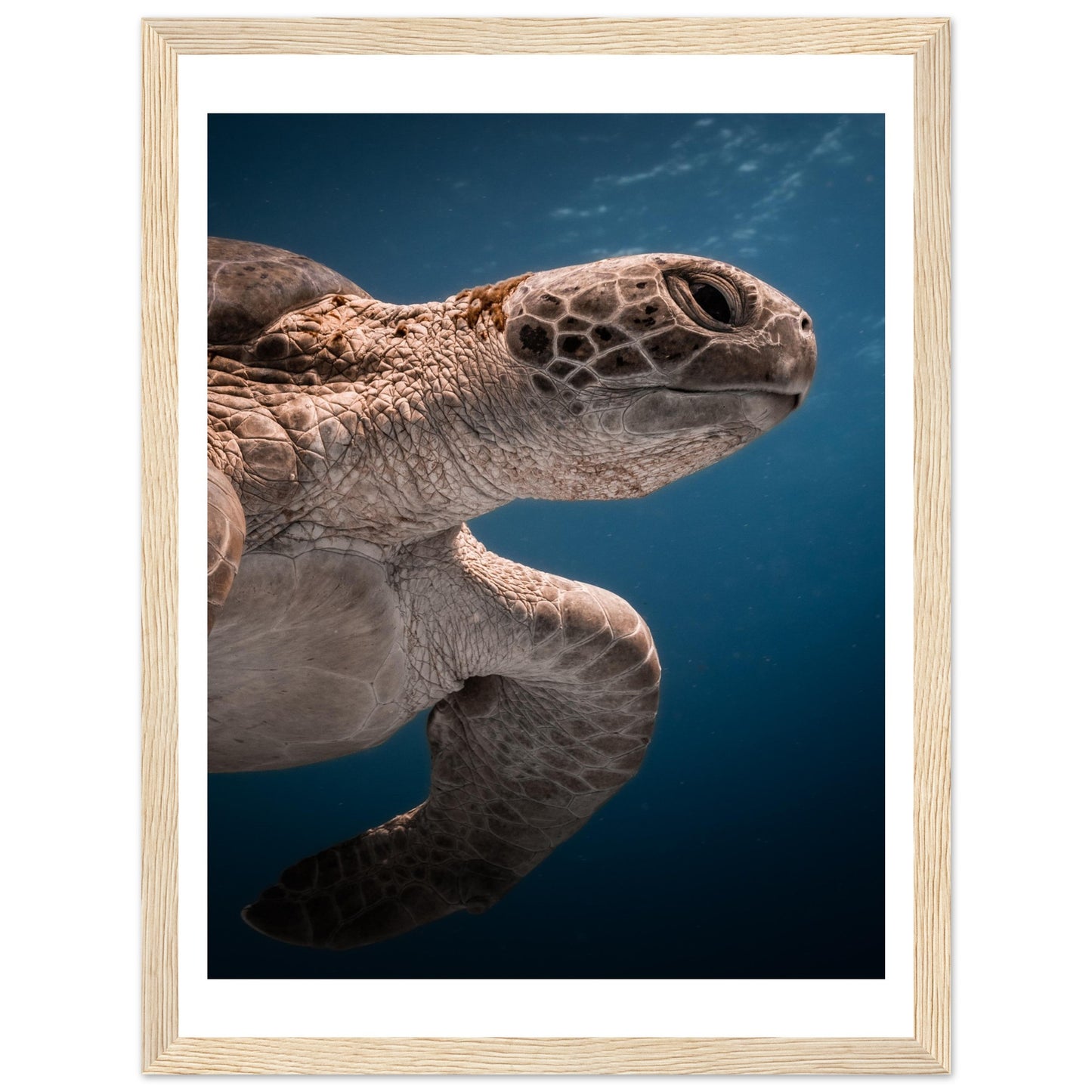 BENEATH A TURTLE - WOODEN FRAME