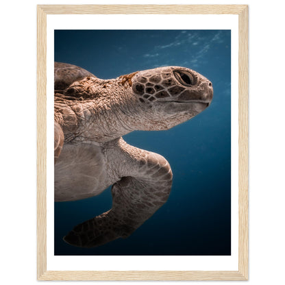 BENEATH A TURTLE - WOODEN FRAME