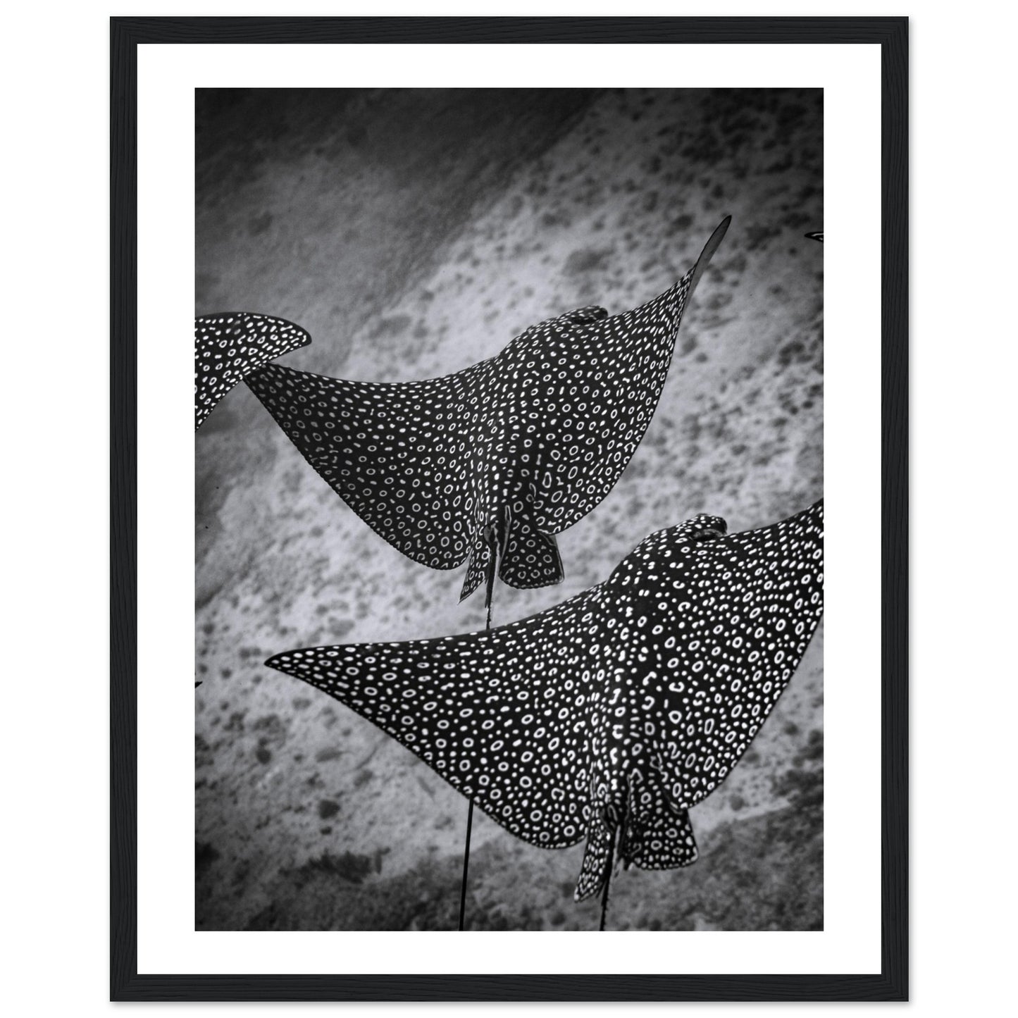 SPOTTED EAGLE RAY SQUAD - WOODEN FRAME