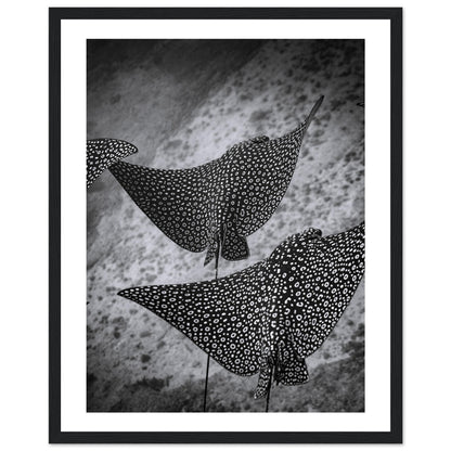 SPOTTED EAGLE RAY SQUAD - WOODEN FRAME
