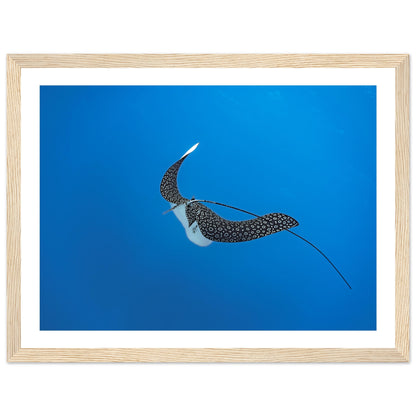 SPOTTED EAGLE RAY - WOODEN FRAME