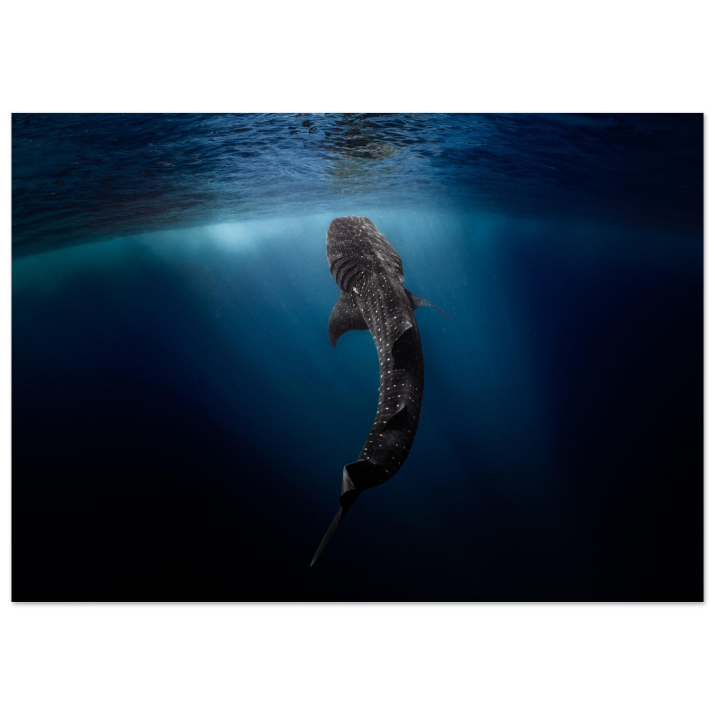 WHALE SHARK EATING AT THE SURFACE - MATTE POSTER