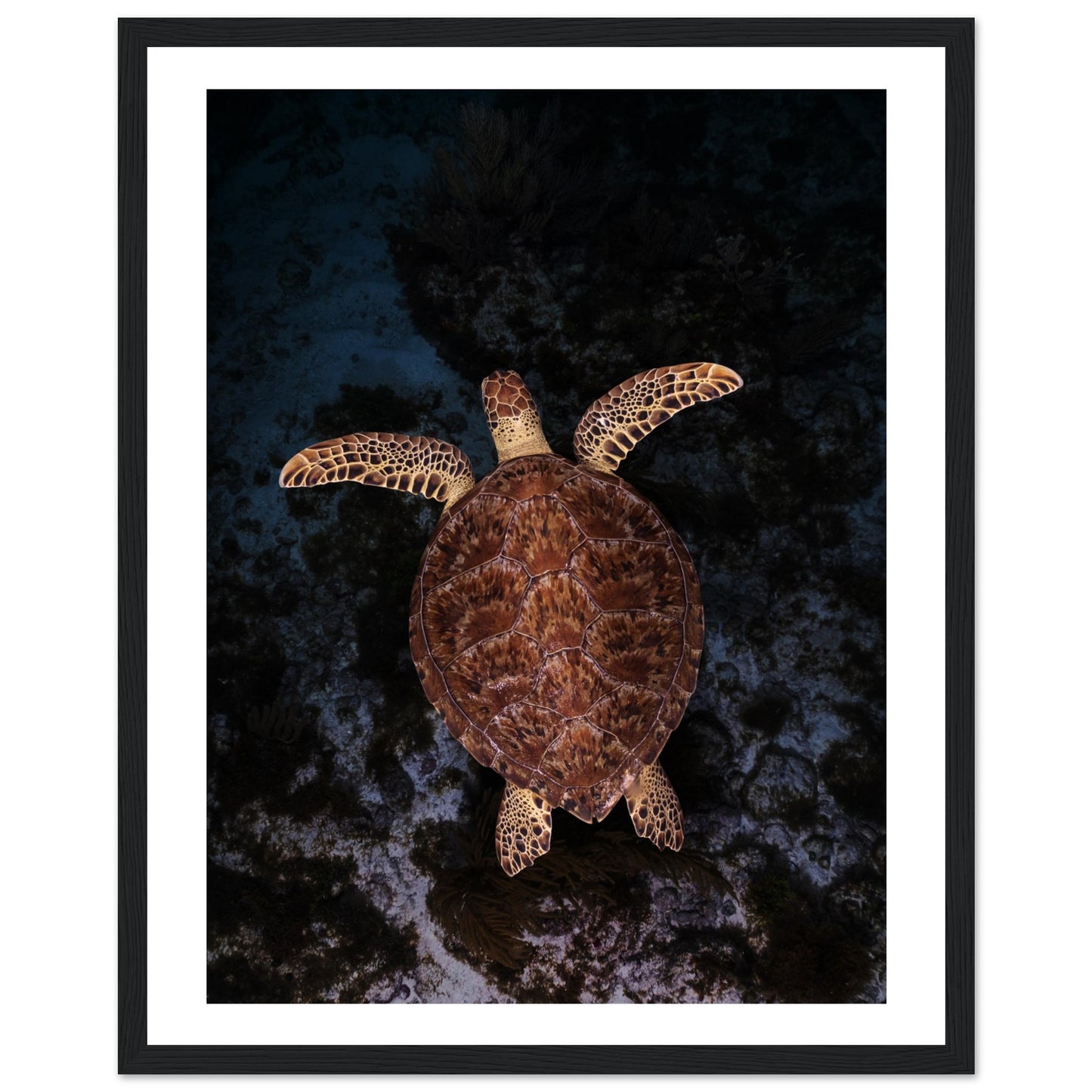 FLYING BABY TURTLE- WOODEN FRAME