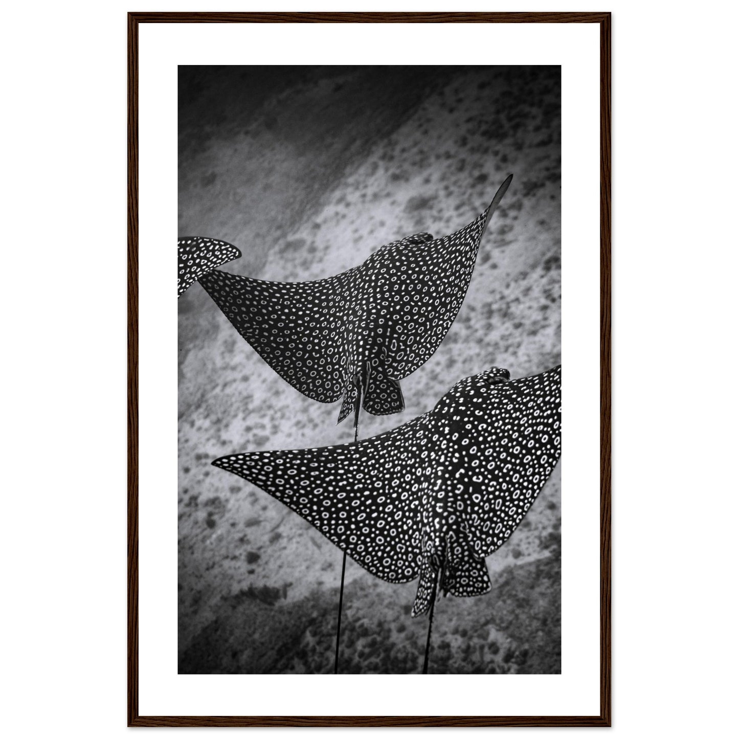 SPOTTED EAGLE RAY SQUAD - WOODEN FRAME