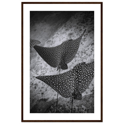 SPOTTED EAGLE RAY SQUAD - WOODEN FRAME