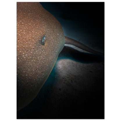 SLEEPING NURSE SHARK -  MATTE POSTER