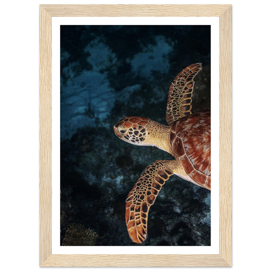 FLYING BABY TURTLE (PROFIL) - WOODEN FRAME