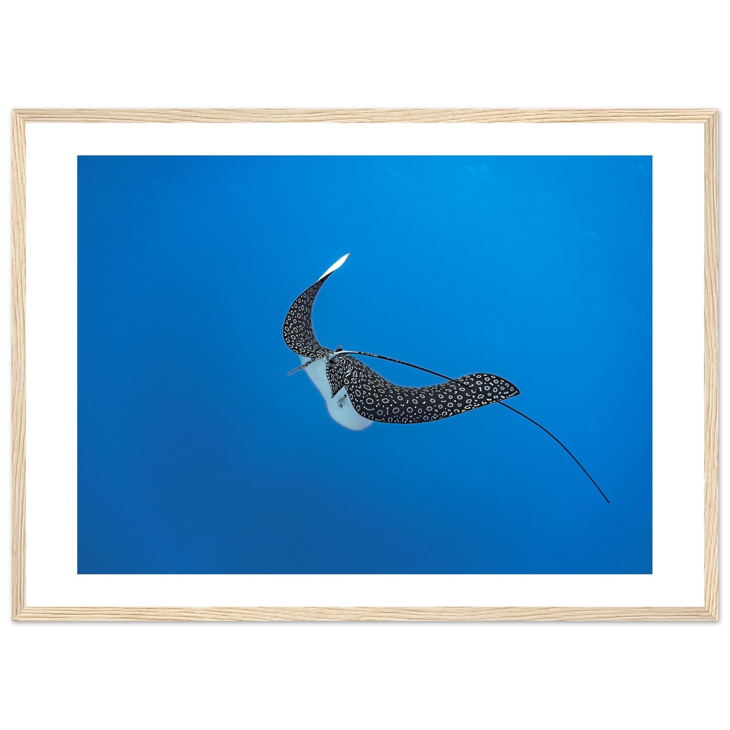 SPOTTED EAGLE RAY - WOODEN FRAME