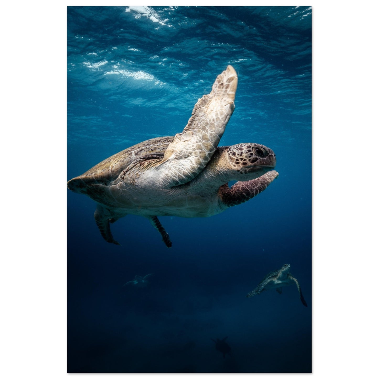 MATING SEA TURTLES - MATTE POSTER