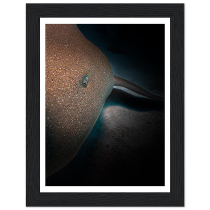 SLEEPING NURSE SHARK - WOODEN FRAME
