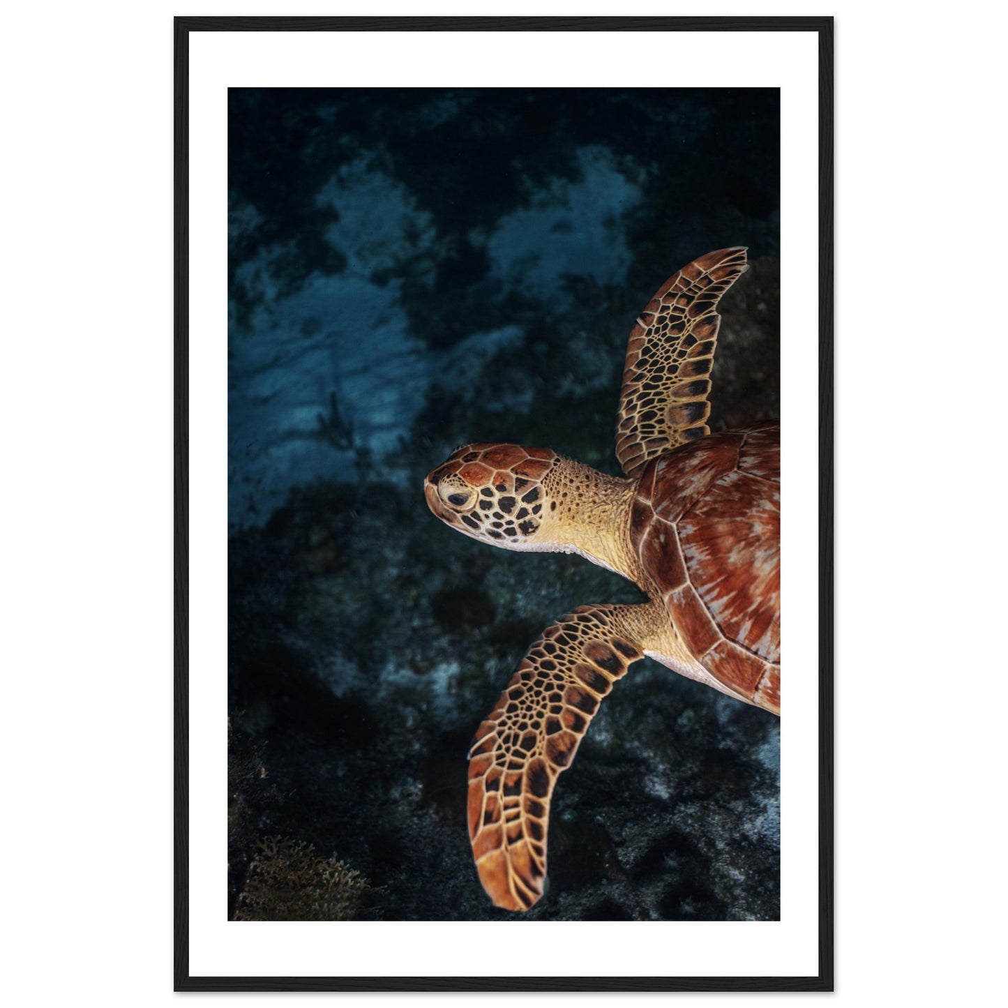 FLYING BABY TURTLE (PROFIL) - WOODEN FRAME