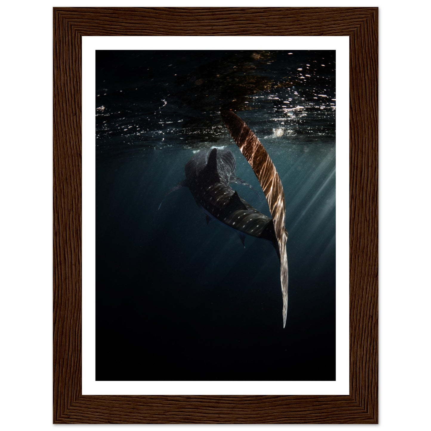 WHALE SHARK ENCOUNTER - WOODEN FRAME