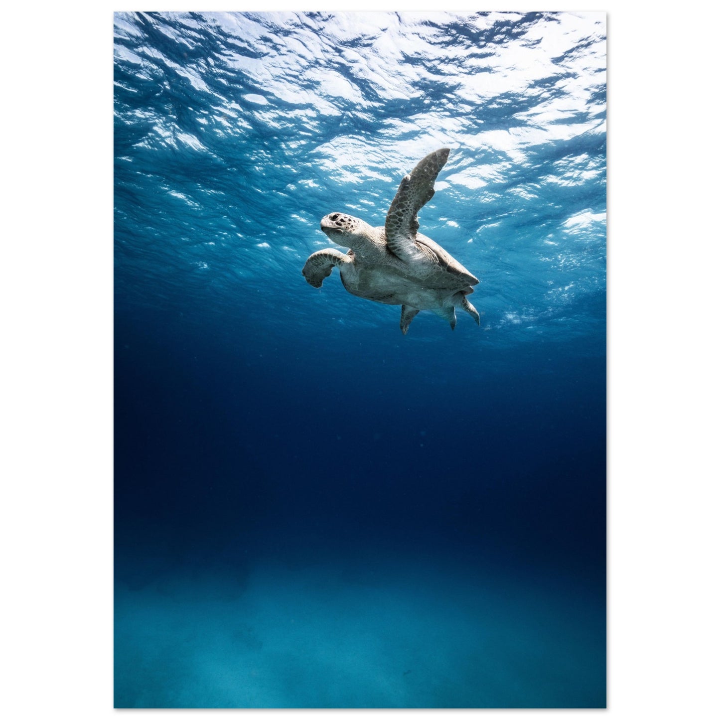 THE SEARCH OF MATE - TURTLE ODYSSEY - MATTE POSTER