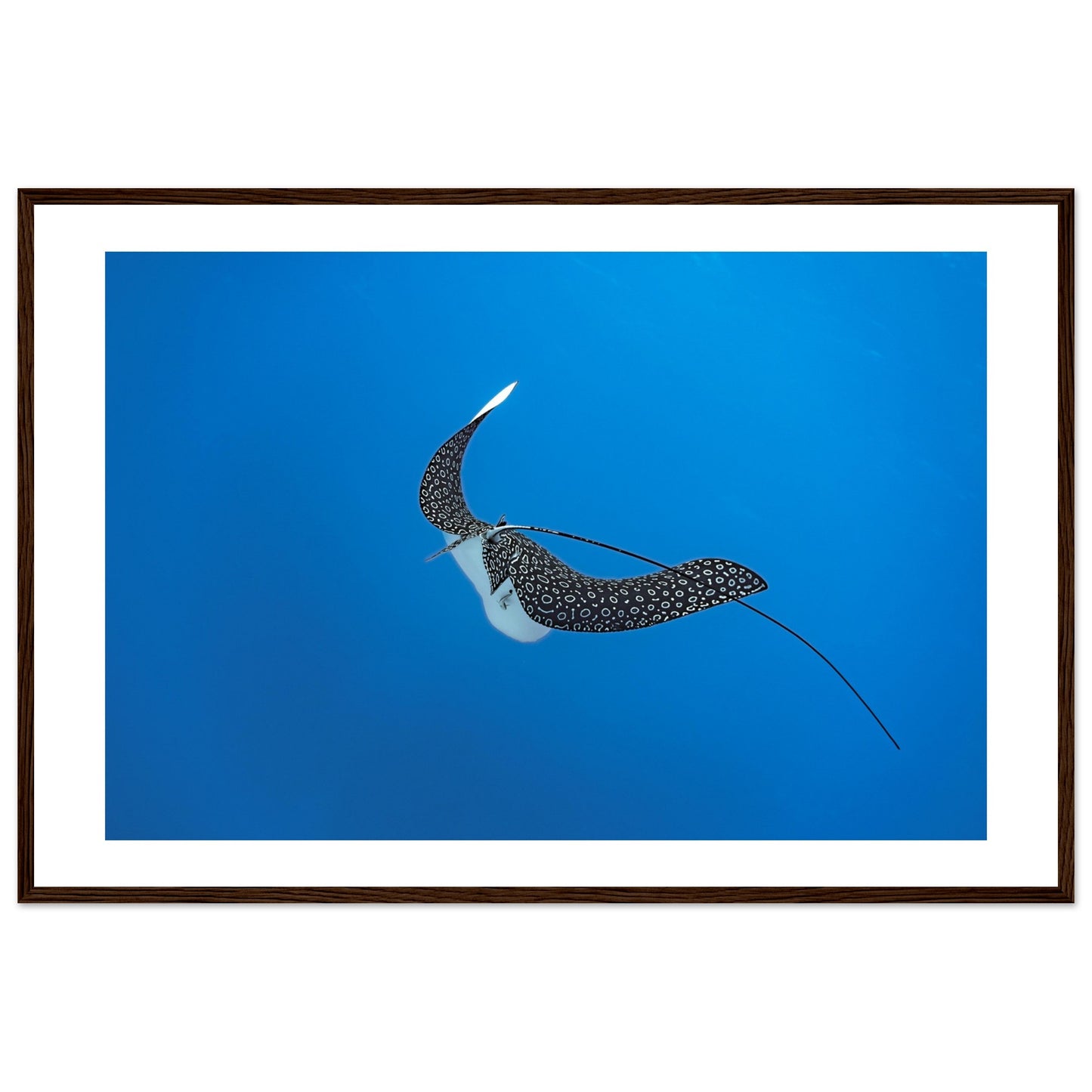 SPOTTED EAGLE RAY - WOODEN FRAME