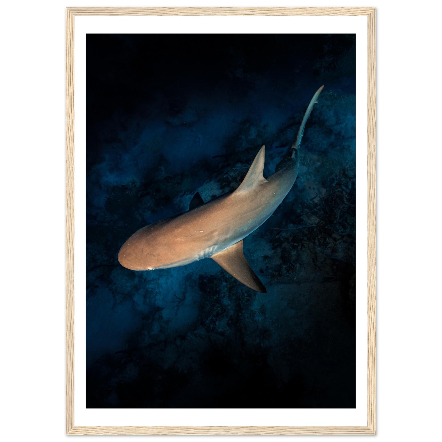 CURIOUS REEF SHARK - WOODEN FRAME