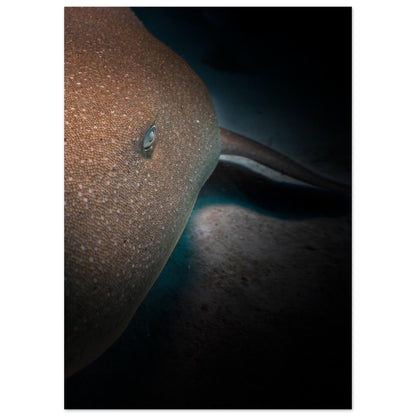 SLEEPING NURSE SHARK -  MATTE POSTER