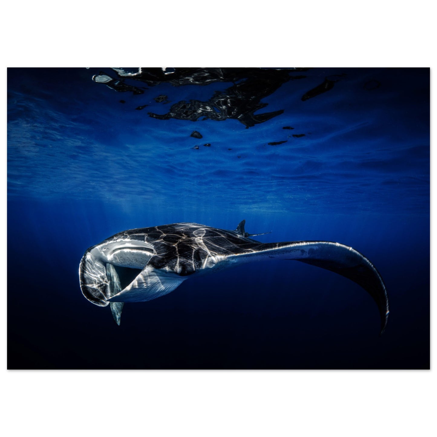 GIANT MANTA RAY - MATTE POSTER