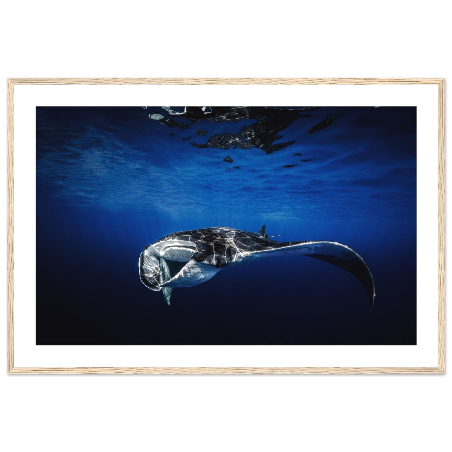 GIANT MANTA RAY - WOODEN FRAME