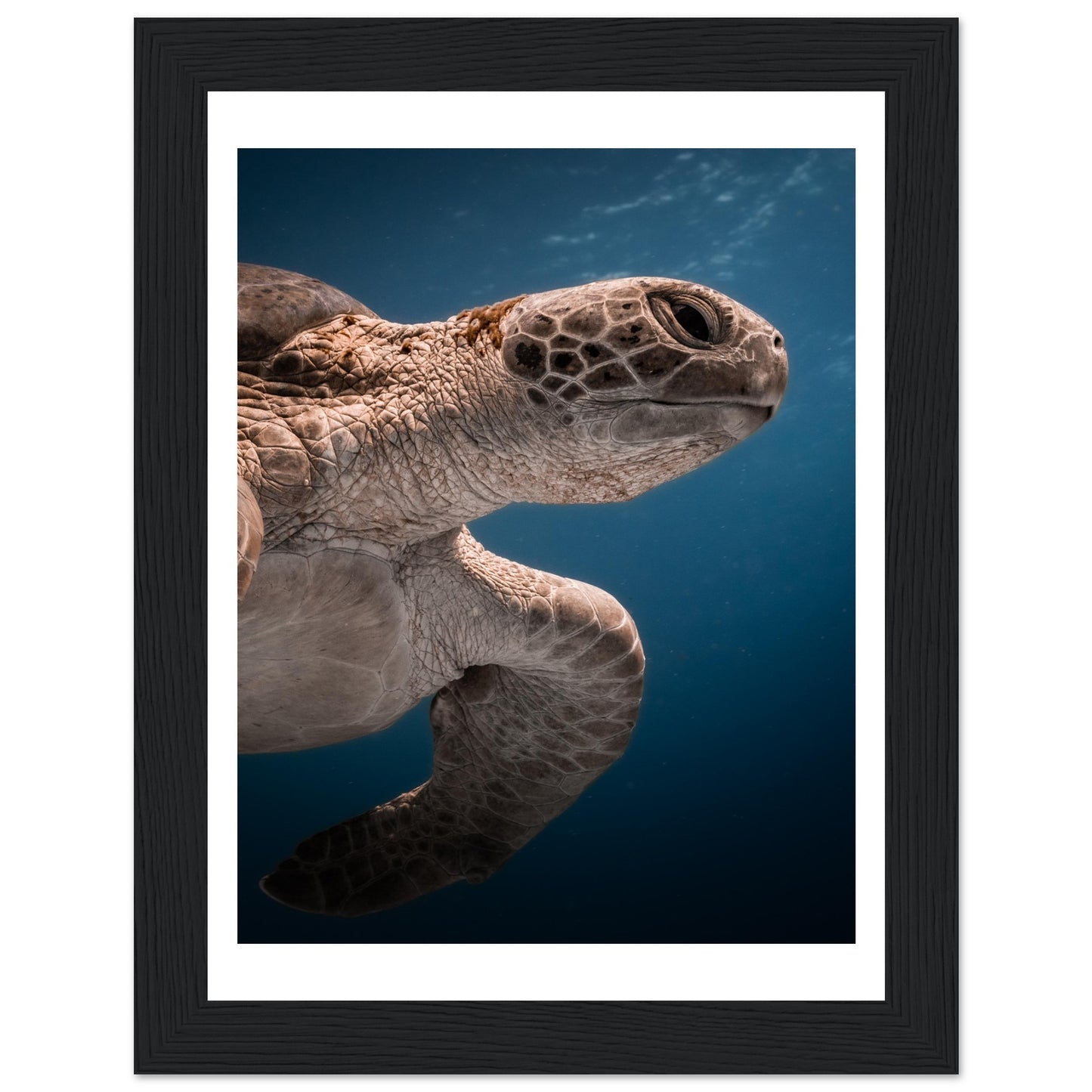 BENEATH A TURTLE - WOODEN FRAME