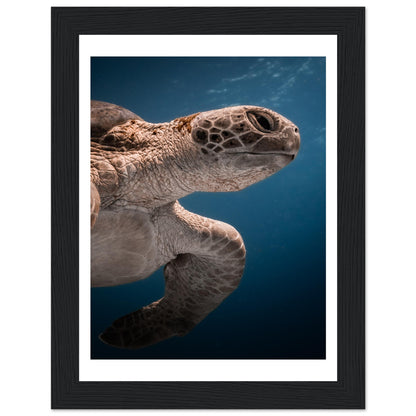 BENEATH A TURTLE - WOODEN FRAME