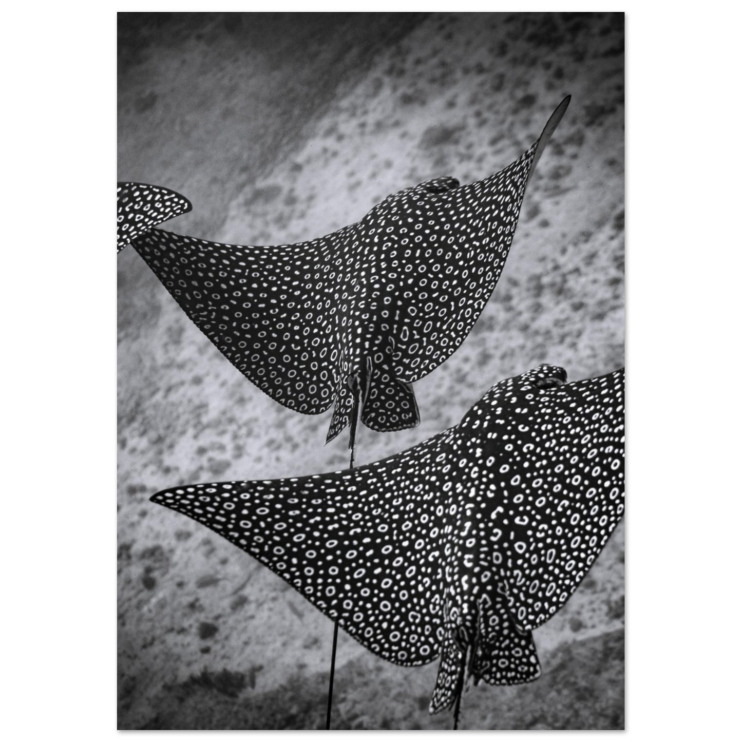 SPOTTED EAGLE RAY SQUAD - MATTE POSTER