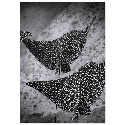 SPOTTED EAGLE RAY SQUAD - MATTE POSTER