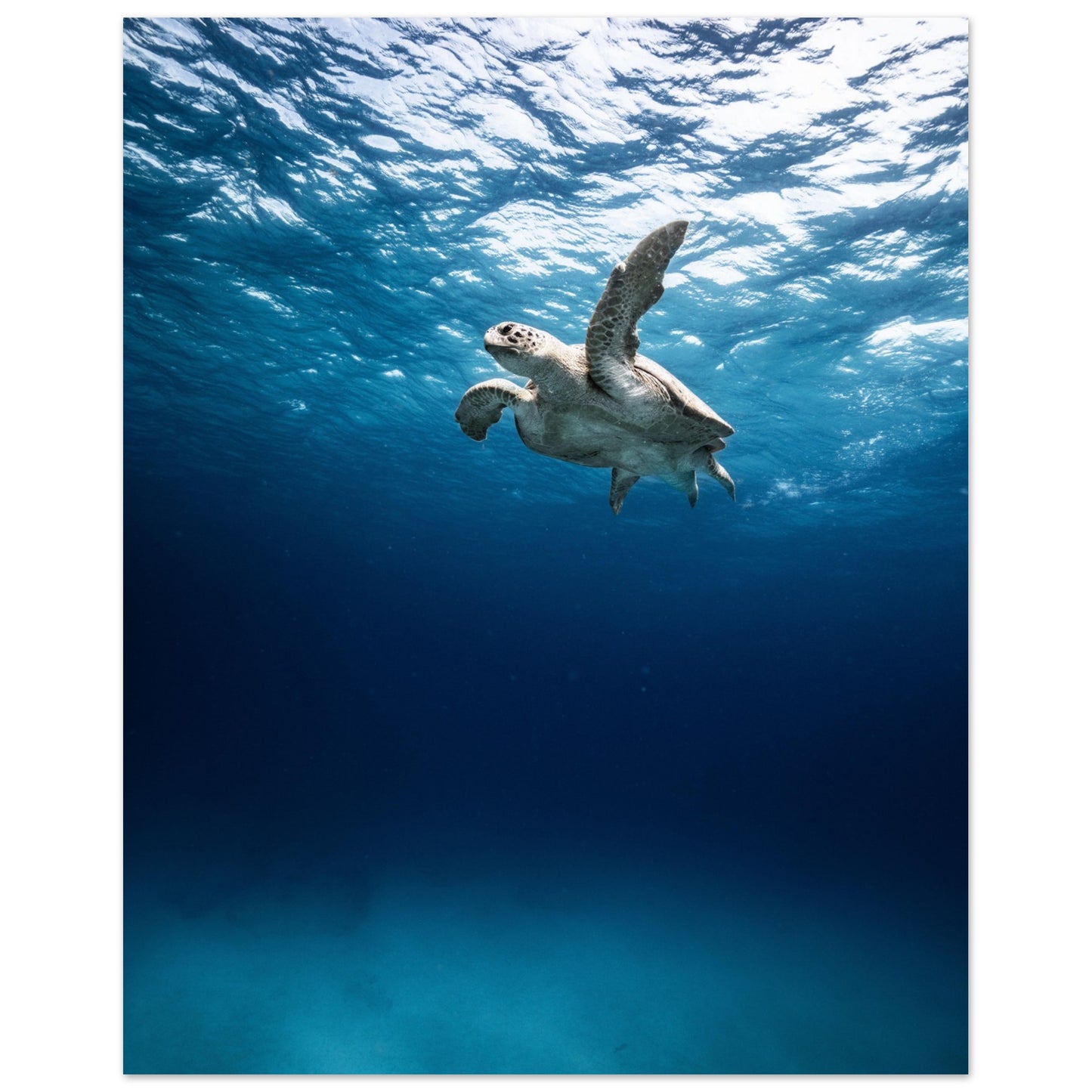 THE SEARCH OF MATE - TURTLE ODYSSEY - MATTE POSTER