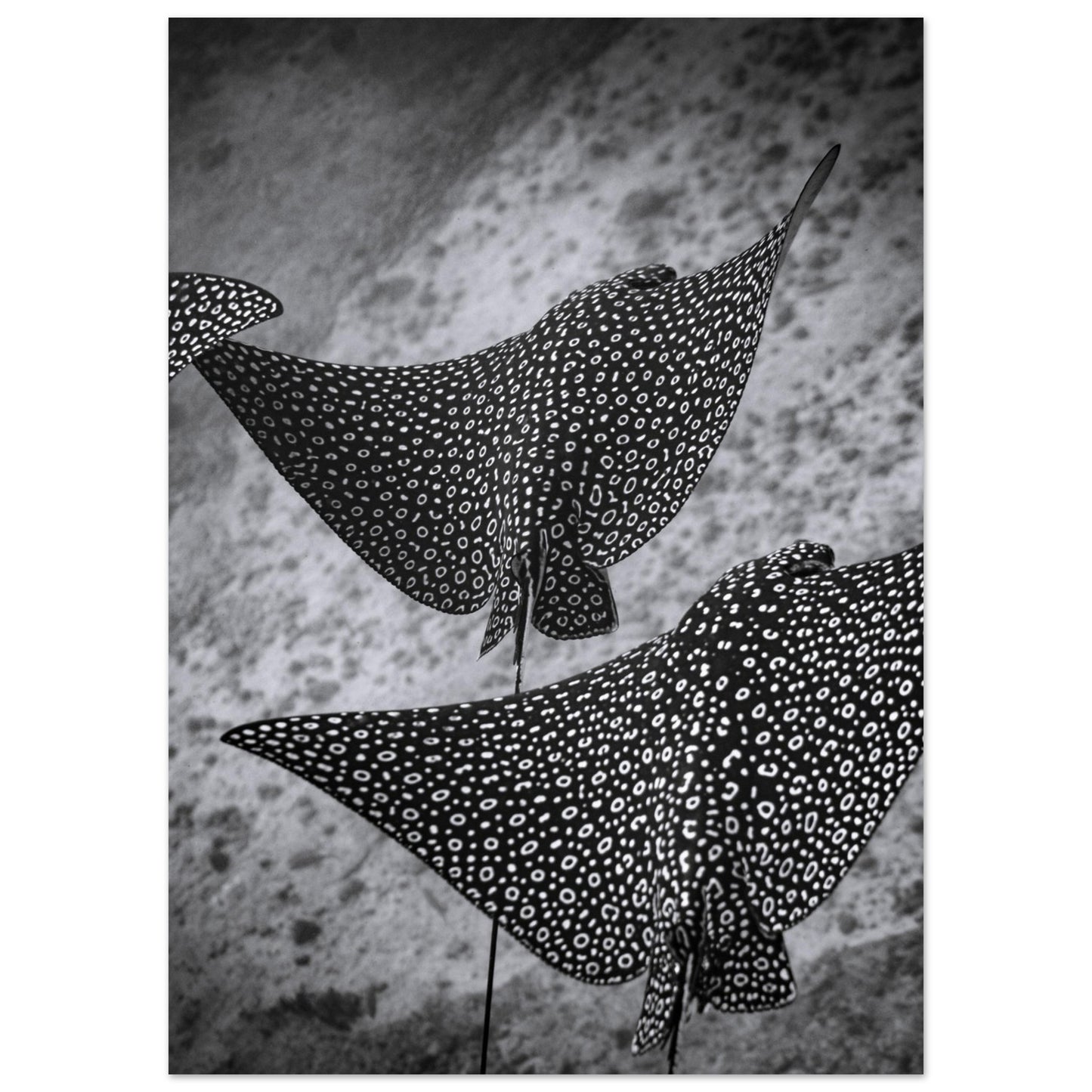 SPOTTED EAGLE RAY SQUAD - MATTE POSTER