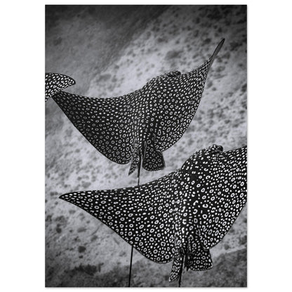 SPOTTED EAGLE RAY SQUAD - MATTE POSTER