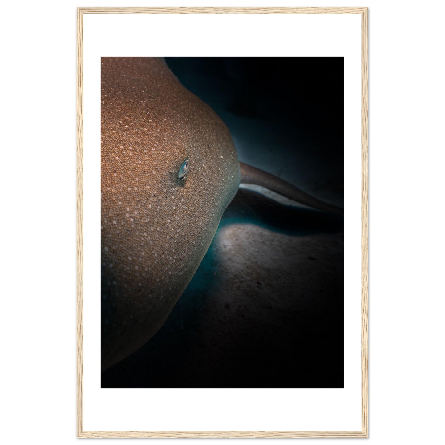 SLEEPING NURSE SHARK - WOODEN FRAME