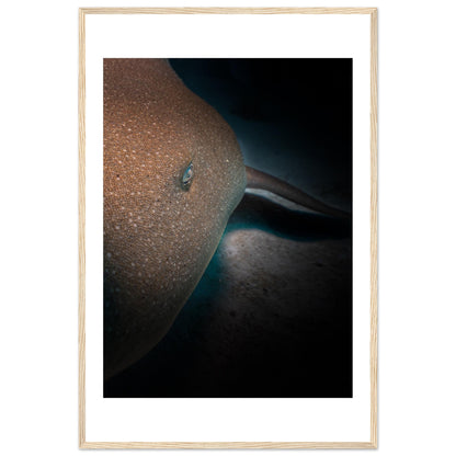 SLEEPING NURSE SHARK - WOODEN FRAME