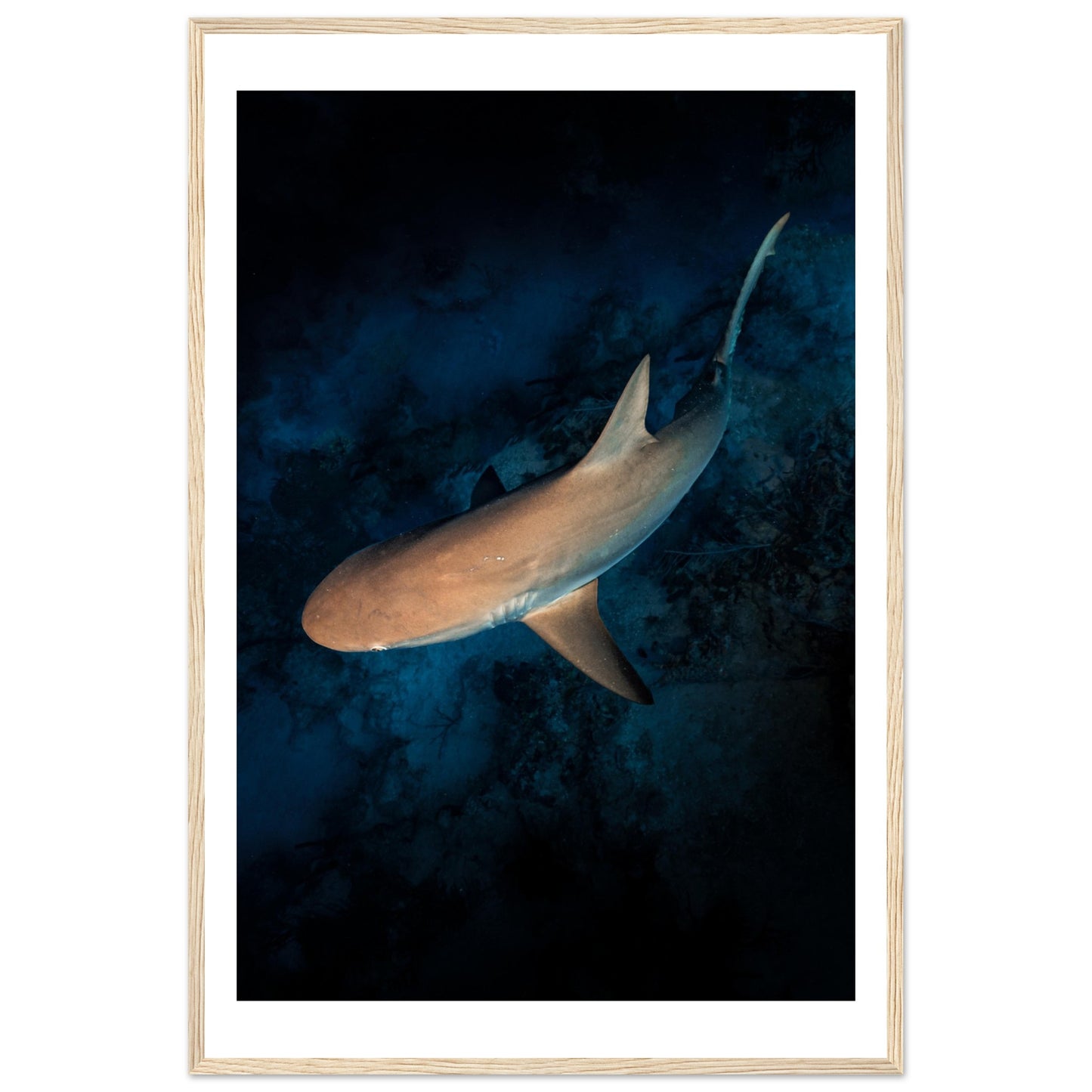 CURIOUS REEF SHARK - WOODEN FRAME