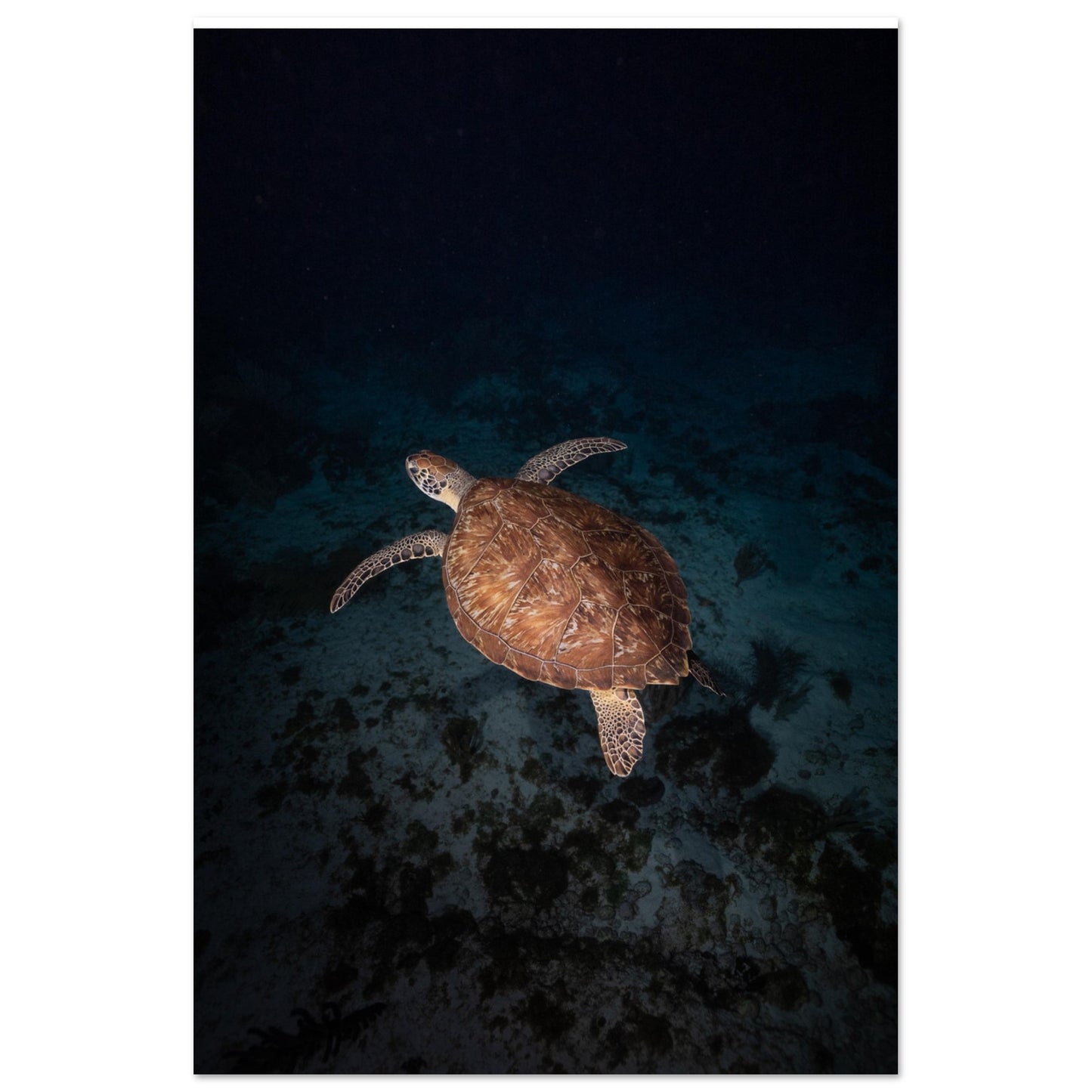 GREEN TURTLE BY NIGHT - MATTE POSTER