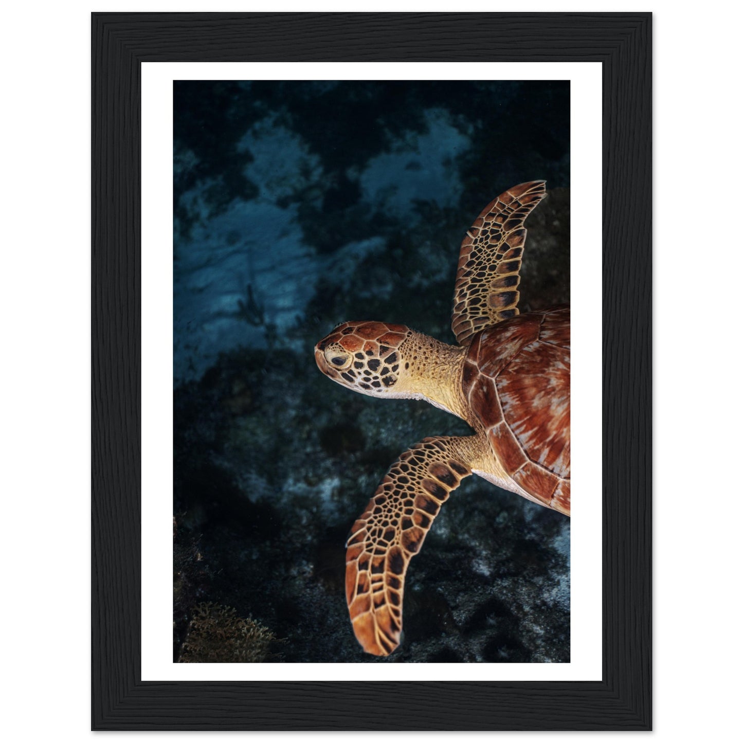 FLYING BABY TURTLE (PROFIL) - WOODEN FRAME