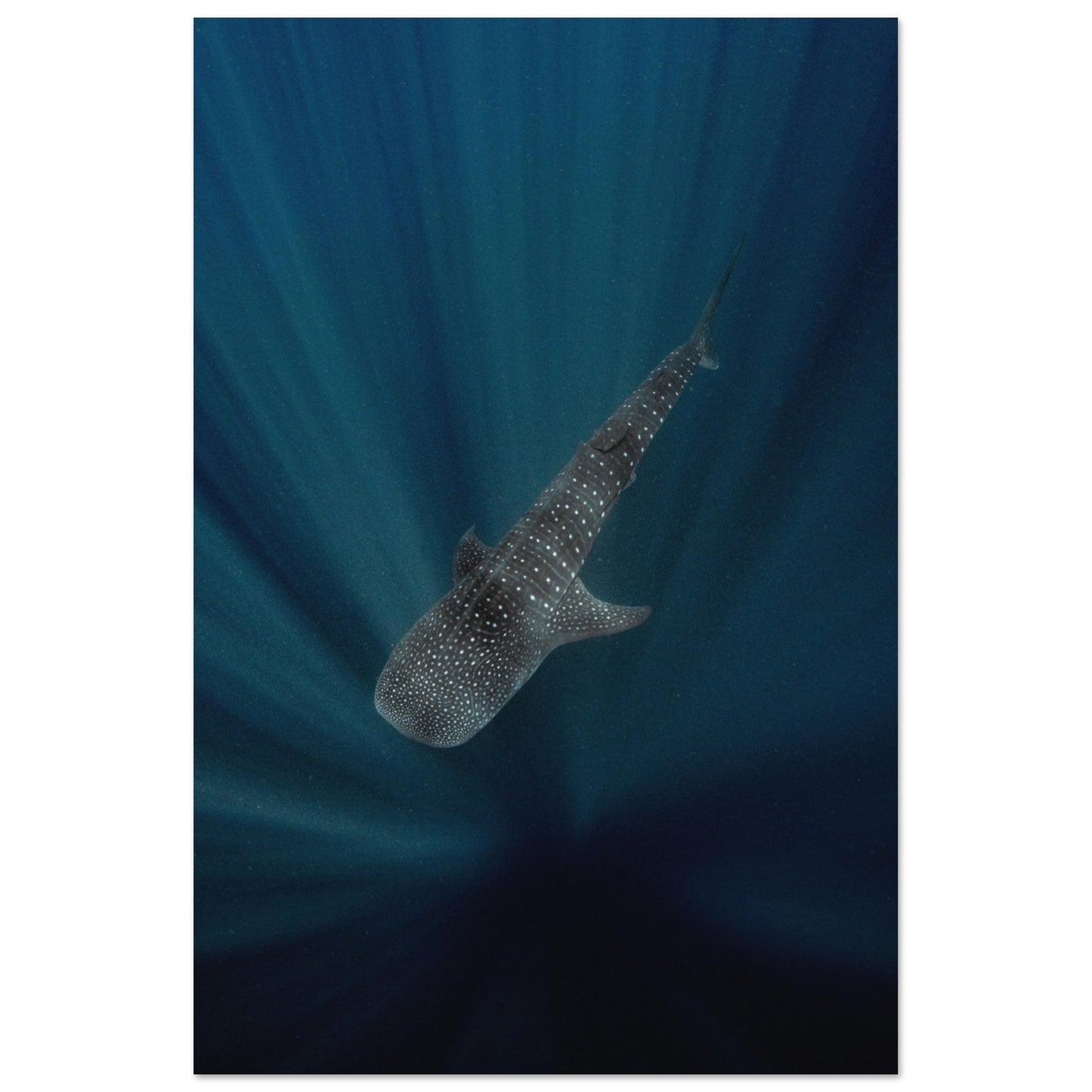 WHALE SHARK IN THE DARKNESS - MATTE POSTER
