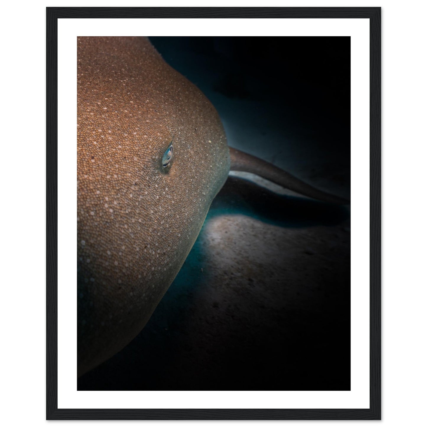 SLEEPING NURSE SHARK - WOODEN FRAME