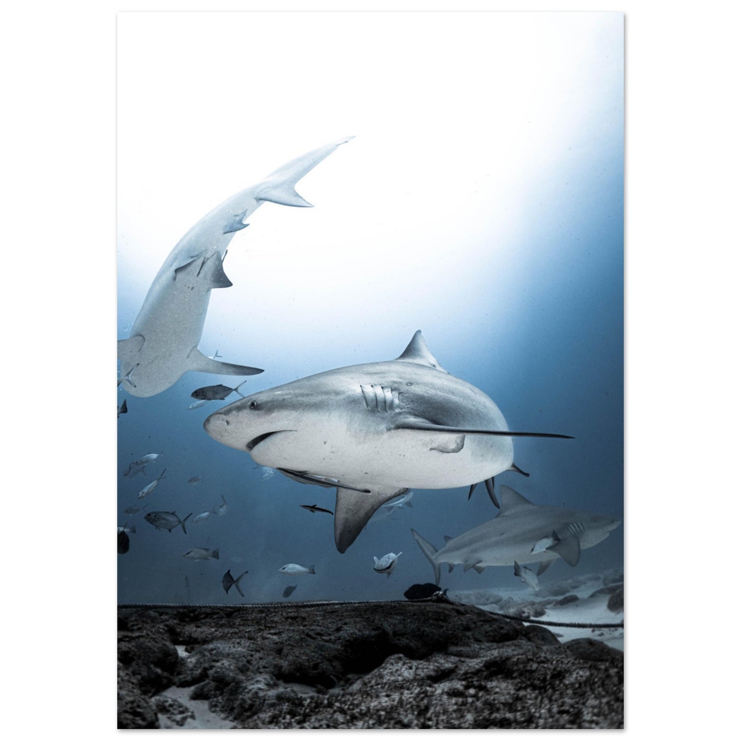 BULL SHARKS ENCOUNTER - MATTE POSTER