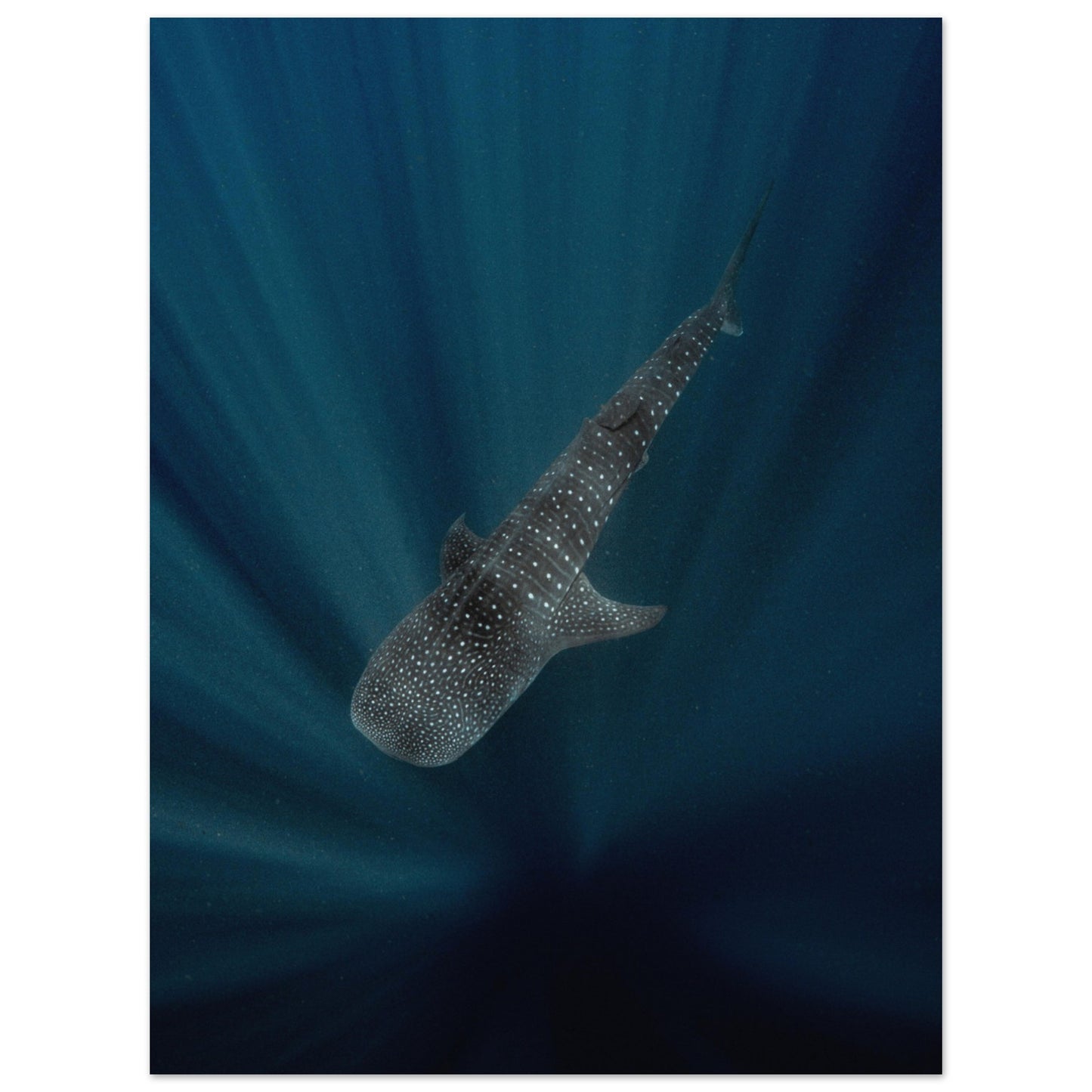 WHALE SHARK IN THE DARKNESS - MATTE POSTER